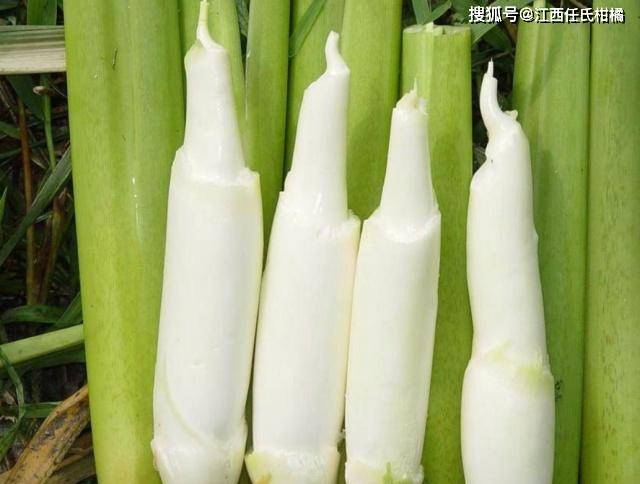 远看一种野草美容养颜的好帮手—茭白、茭笋、禾笋-搜狐大视野-搜狐新闻