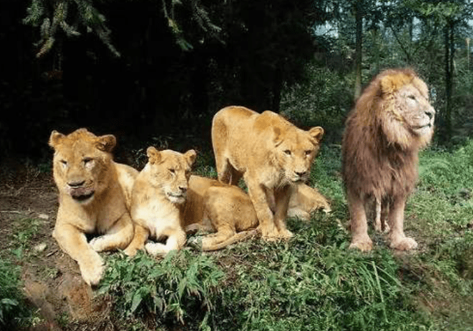 什么是回交动物回交有没有伦理方面的问题看完就知道了