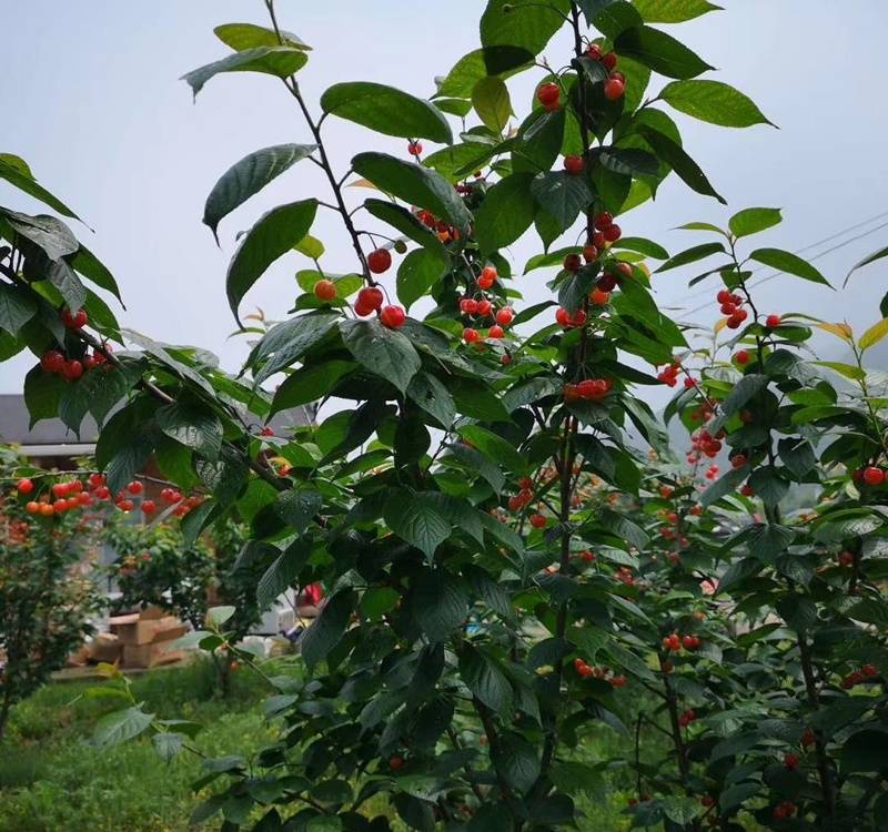 黄蜜樱桃需要什么授粉树黄蜜大樱桃几年结果