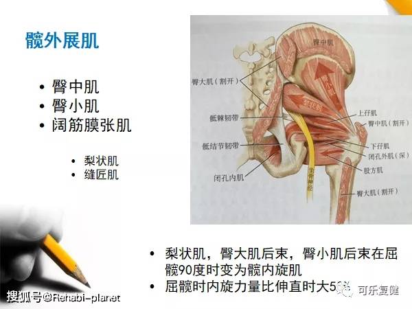 髋关节肌动力学肌肉与关节的运动二