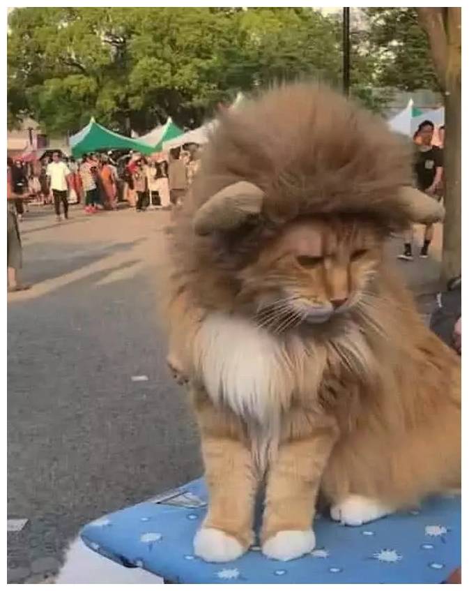 猫咪扮成大狮子被人识破后还被嘲笑它和您开个玩笑啦