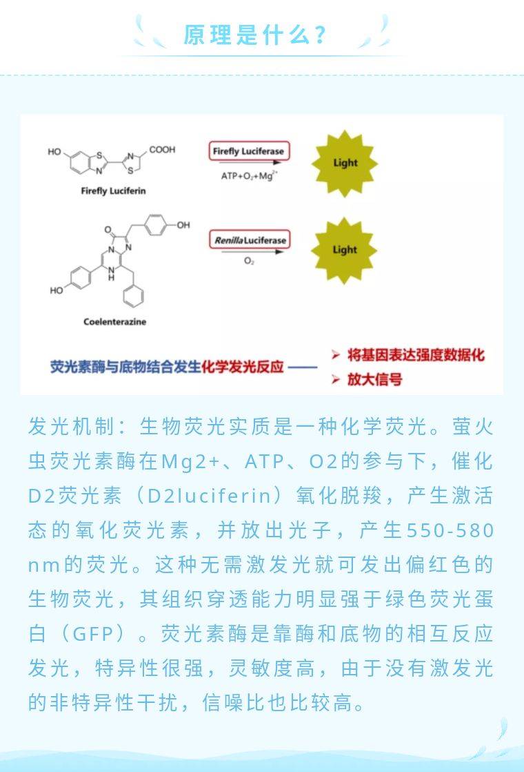 如何做双荧光素酶实验?