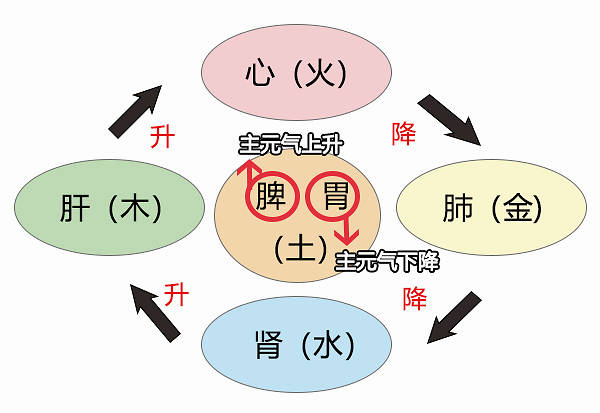 那为什么说黄元御的中医五行理论是最完善,也是最容易让人理解的呢?