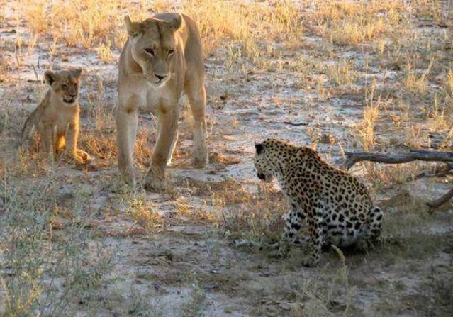 母狮碰上负伤花豹,看了一眼离开,花豹站起来知道原因!_手机搜狐网