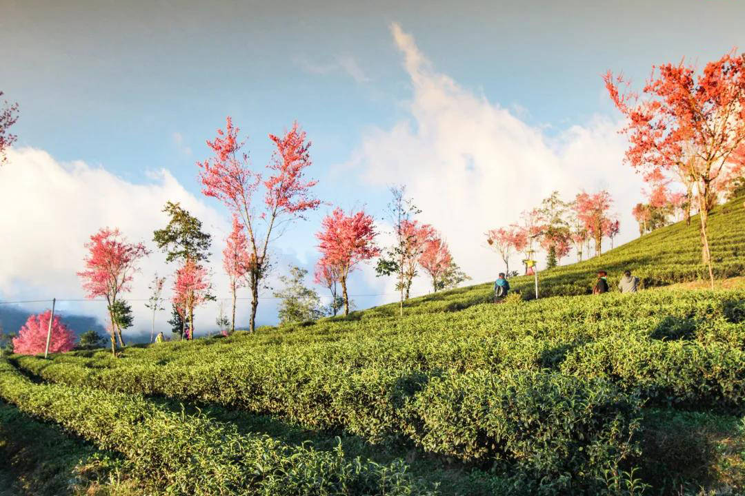 【合作社】南涧阿四合作社——原生无量山的绿色食品基地茶