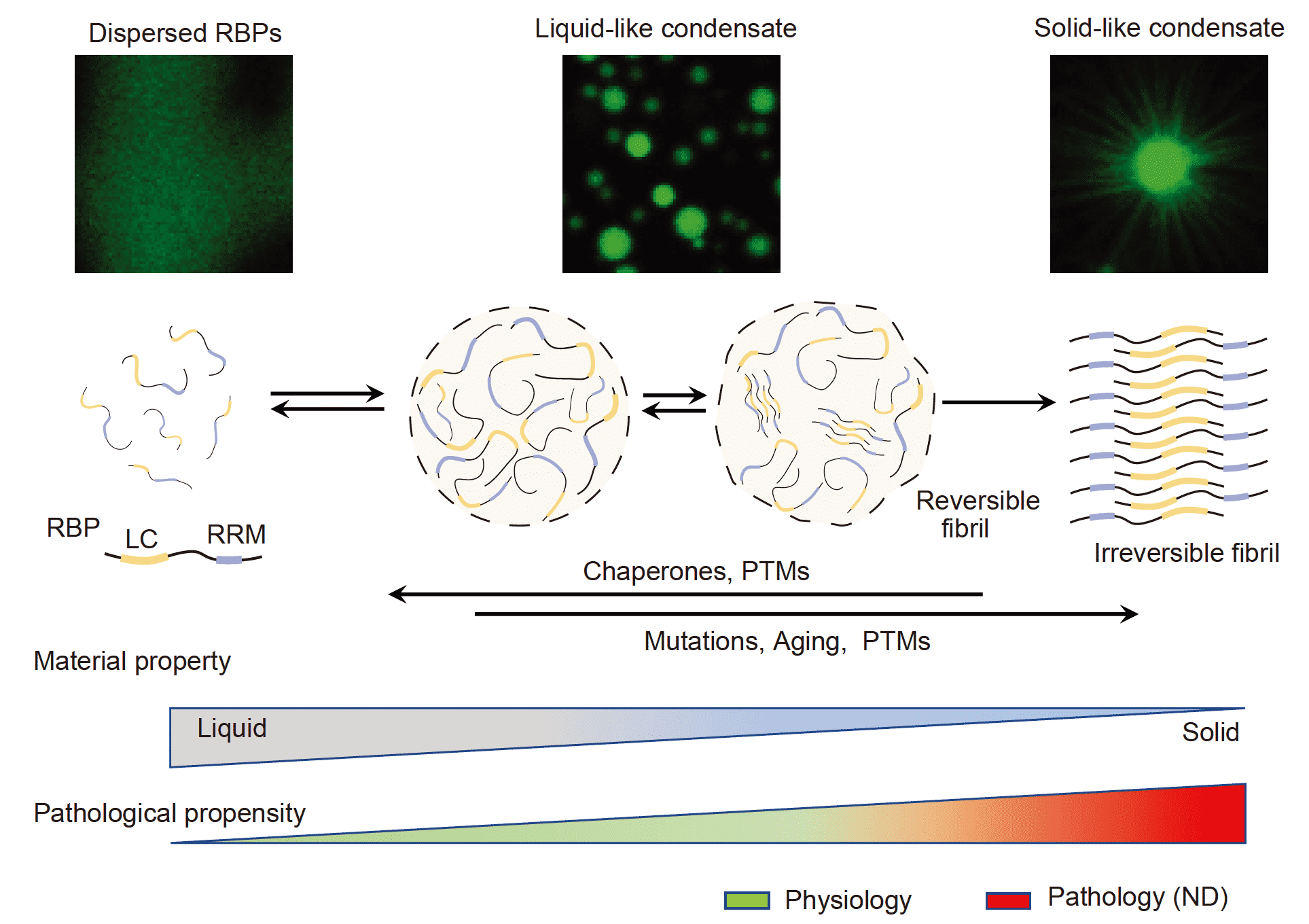 b:tarp/psd-95复合物的相分离调控ampa受体(ampar)在突触后膜的聚集及