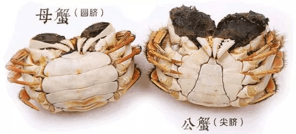 蟹逅秋天,怎样吃不辜负一只螃蟹?