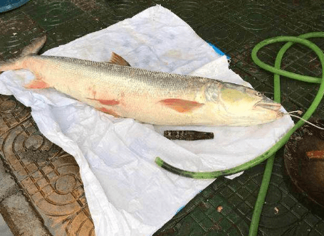 人称"铜头鱼",性凶猛生长快,过去水库多见,如今上千元一条