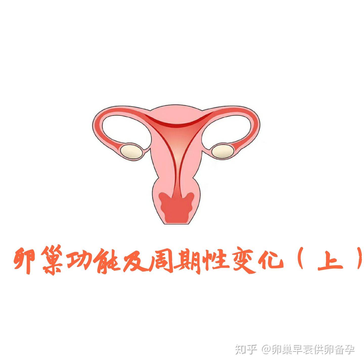绝经期卵巢形态和功能呈现周期性变化79卵巢周期历经卵泡发育与成熟