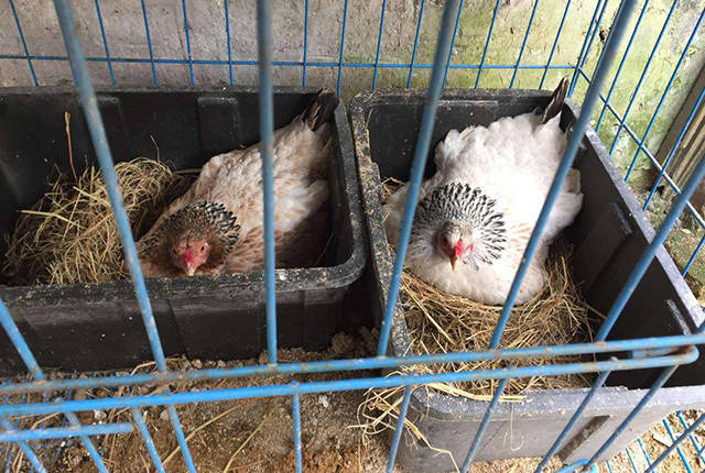 怎么才能减少母鸡抱窝时间呢农民有3个农村土办法