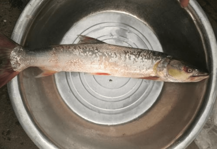 原创人称"铜头鱼",性格凶猛长得快,以前水库常见,如今千元一条