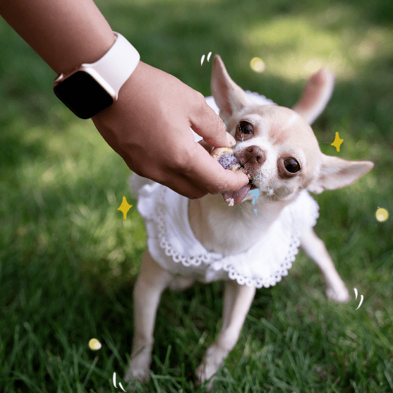 致手作上校鸡块戚风蛋糕冰皮月饼这个狗零食绝了