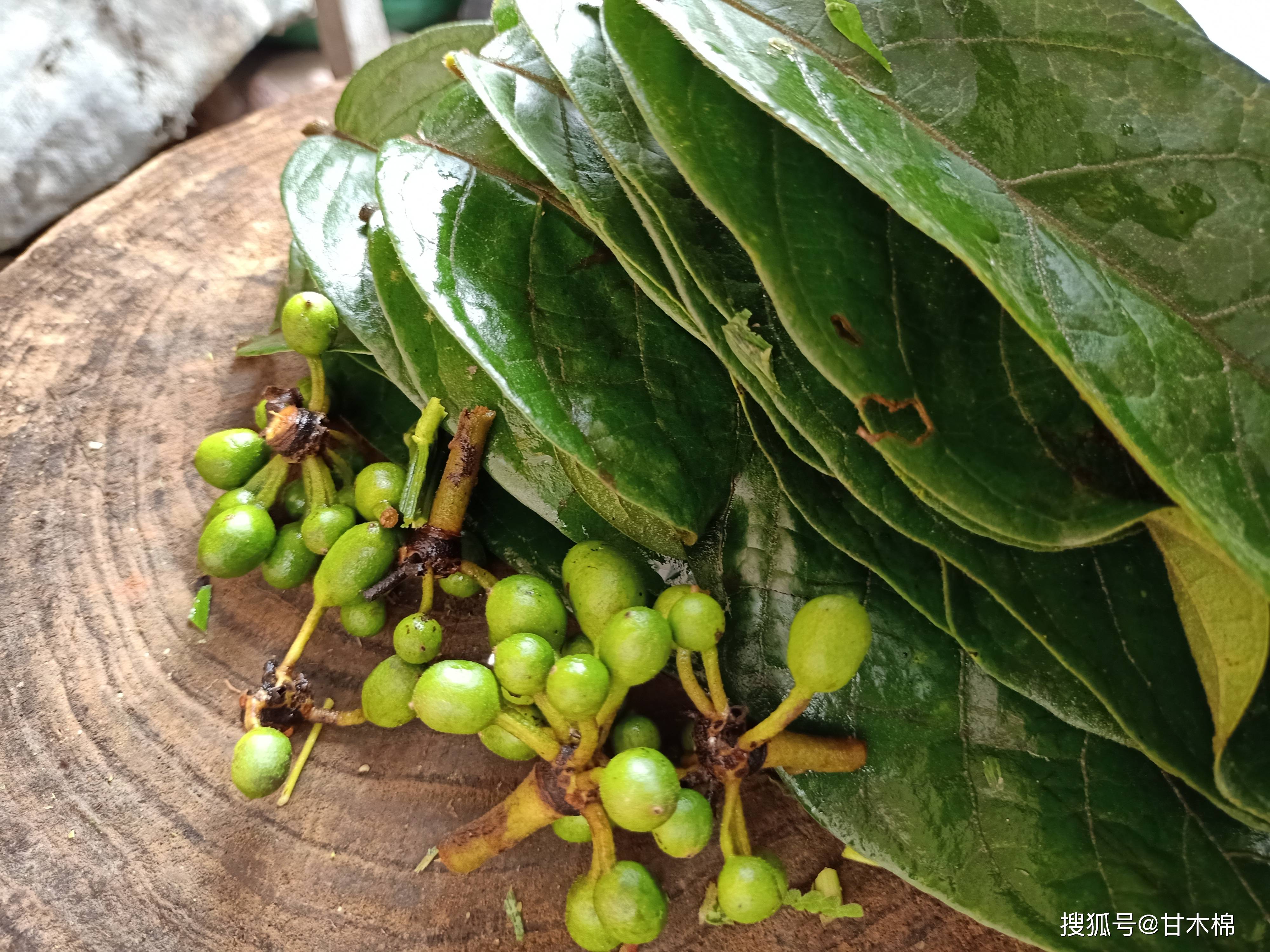 农村1种叫酒饼婆的植物,可用来制作酒曲,也是小时候常吃的野果