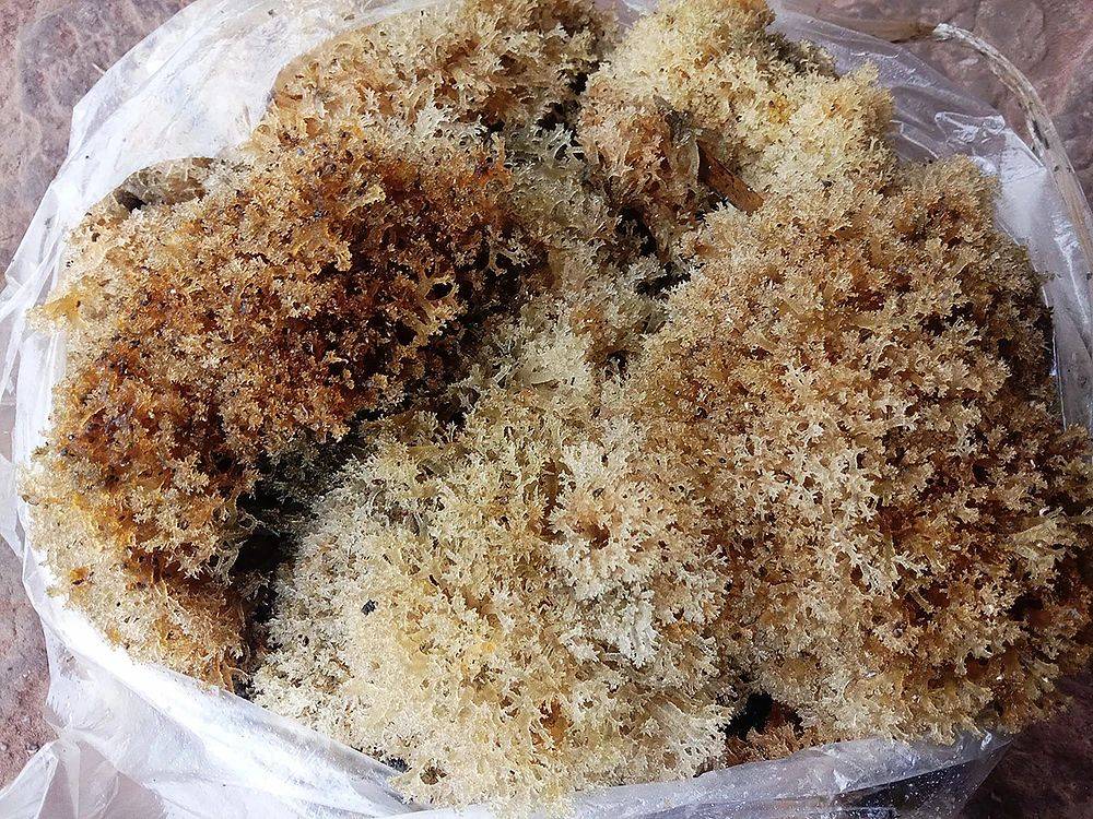 原创竹子被虫蛀后开的花曾以为有毒如今20元一斤却无法种植