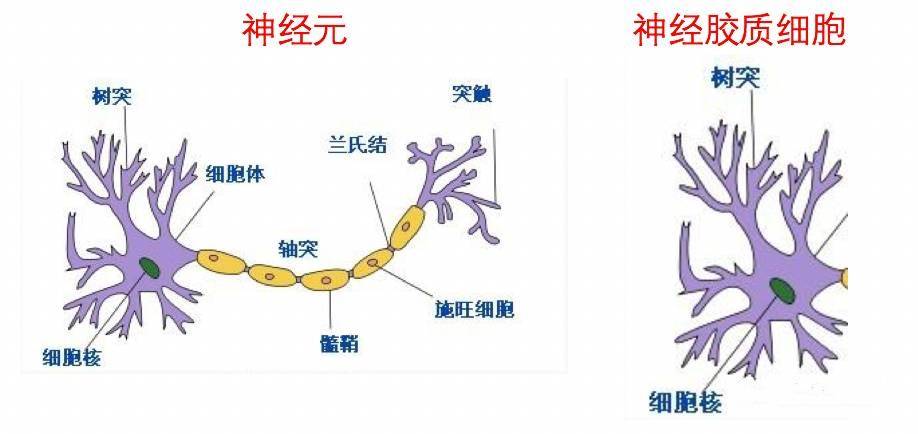 人脑设计了电脑,未来电脑可能超越人脑,万物互联会形成全球脑?