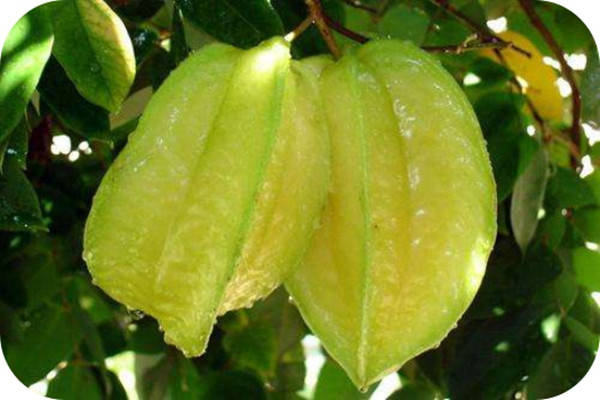 小刘知特产之广州花地杨桃