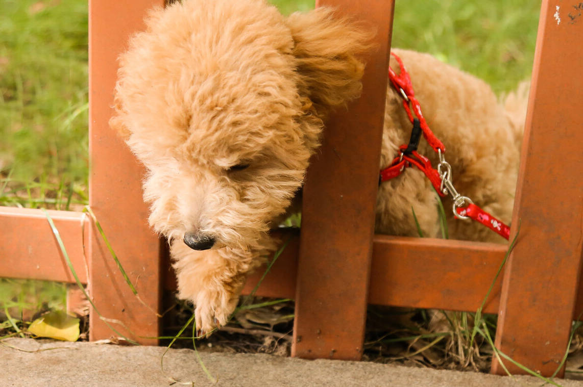 原来公泰迪这么可怕怪不得养过的人都说不会再养