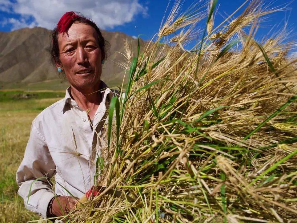 秋分——中国农民丰收节,劳动人民的嘉年华