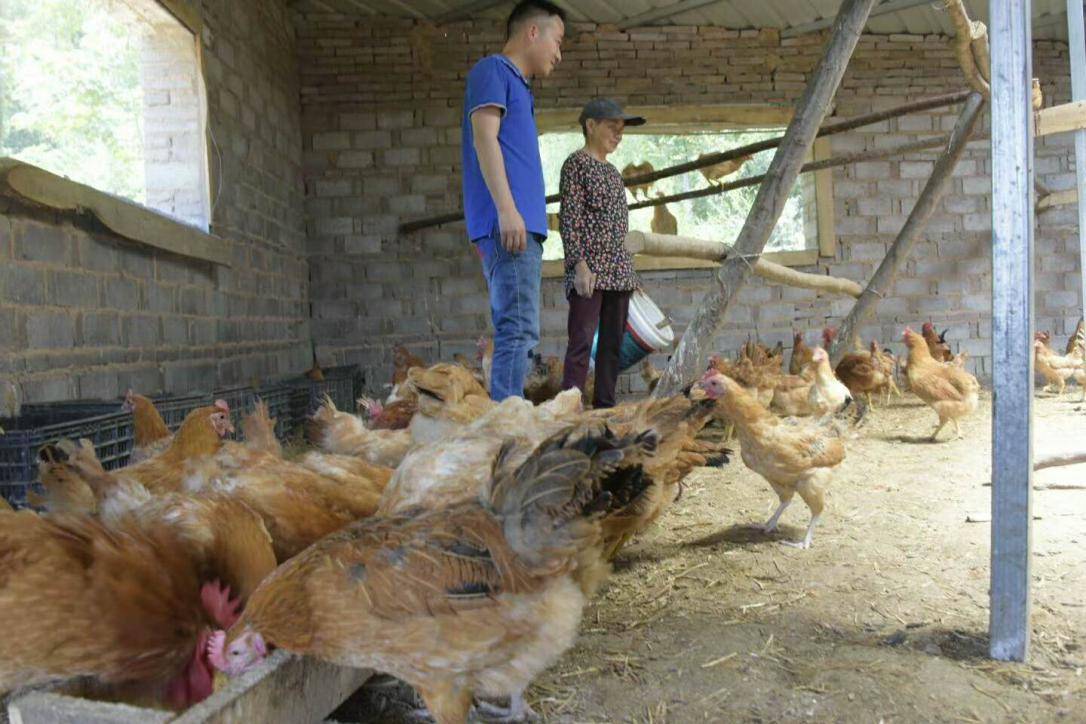 澧县码头铺镇:"村"民合作齐致富,产业扶贫显真效_养殖