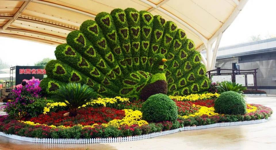 除了常见的红黄白粉以外,还有比较罕见的绿色,各种罕见的新鲜菊花品种