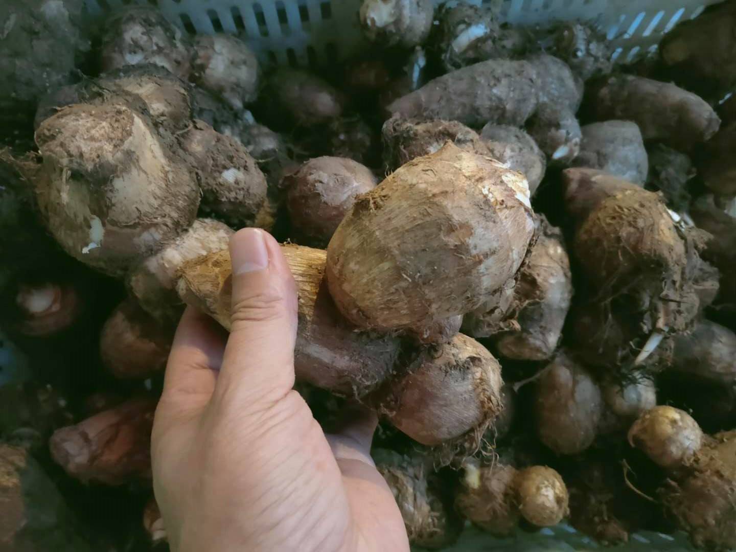 生活需要技巧,买芋头时,谨记"二看二挑",看外观,看沙眼,挑轻不挑重,挑