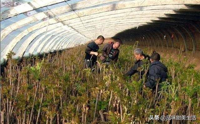 现在种植什么最赚钱（种植什么赚钱最快最稳）