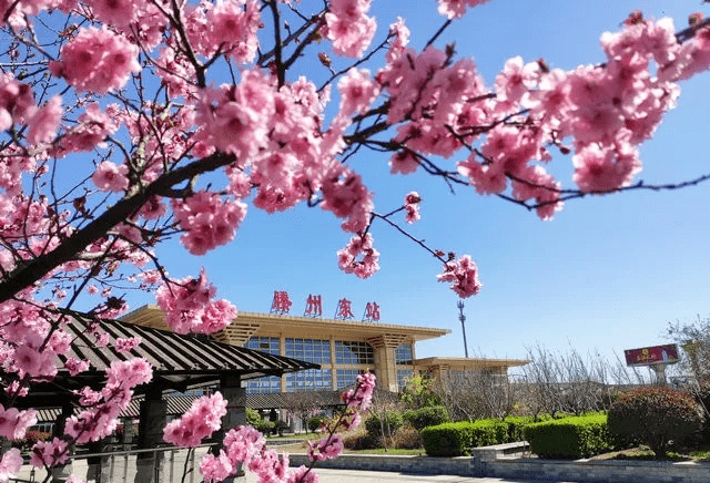 滕州济枣高铁滕州东站最新消息车场规模2台4线面积8000㎡