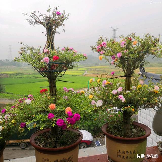 太陽花養殖方法與技巧,輕鬆養爆盆的太陽花插圖(7)