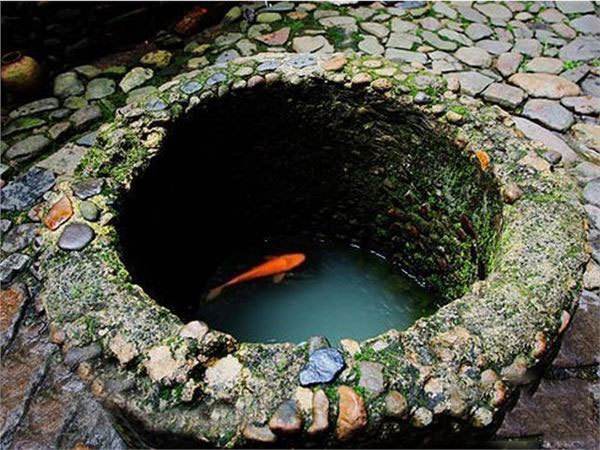 过去农村水井里面爱放几条鱼,也没人喂,为何鱼能顽强的生存?