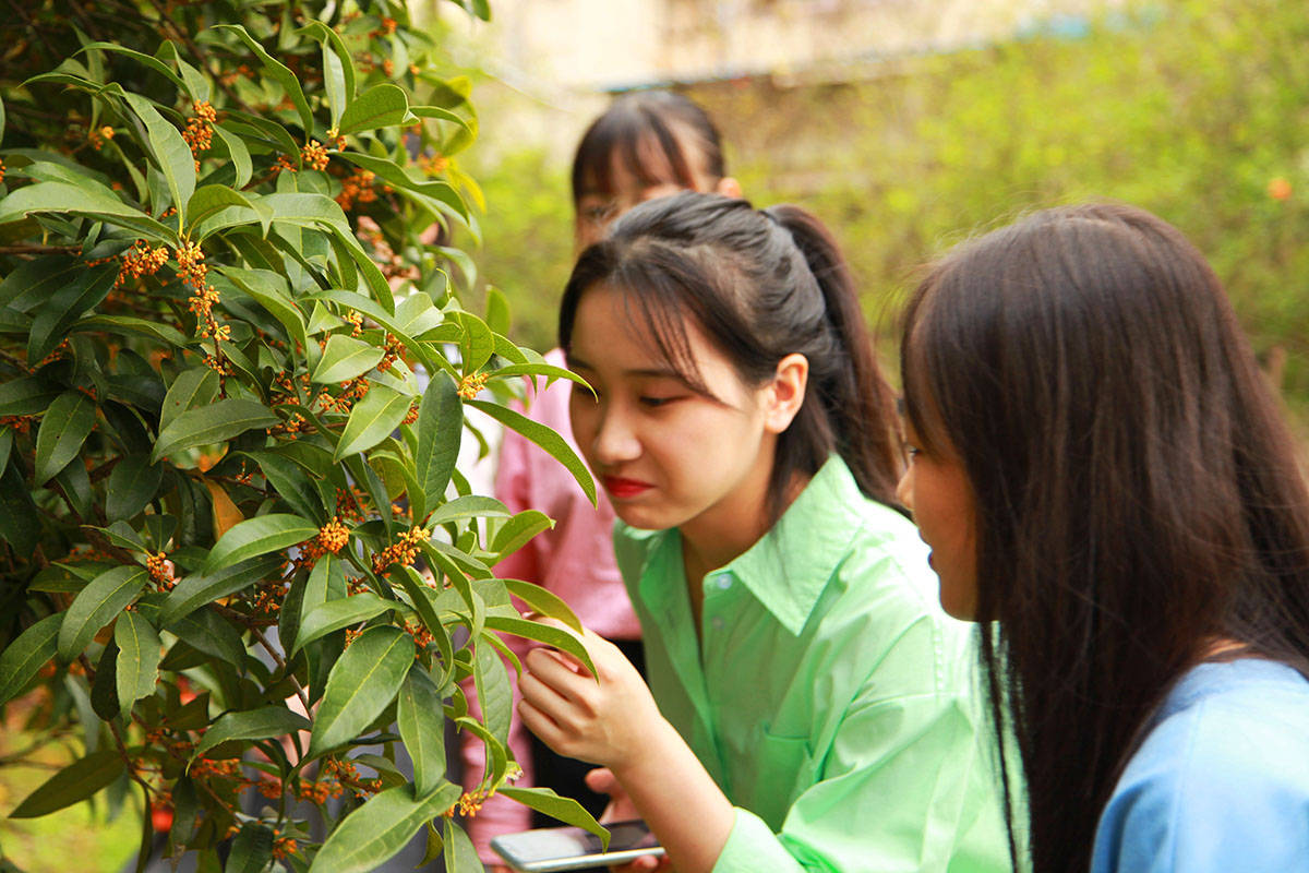 2020年9月19日,上海,随着昼夜温差的不断加大,今年申城的首波桂花已