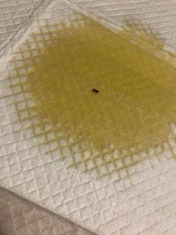 狗狗尿血块是什么情况附常见病因及治疗方法