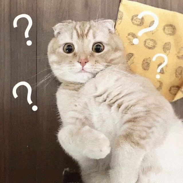 超萌的猫咪表情包:你萌,你倒是发个自拍看看啊