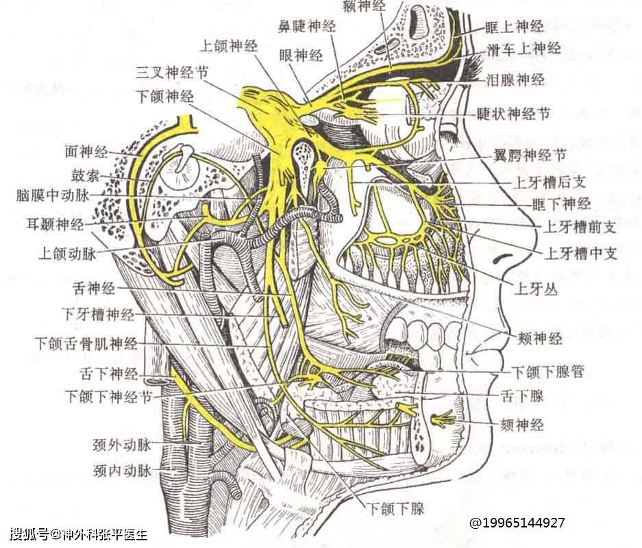 三叉神经痛 图片合集-搜狐大视野-搜狐新闻