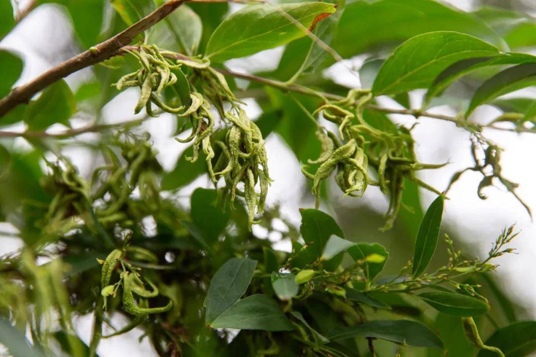 这个苏北小镇九龙口为什么看起来像江南