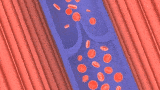 保护静脉,从现在做起!_瓣膜