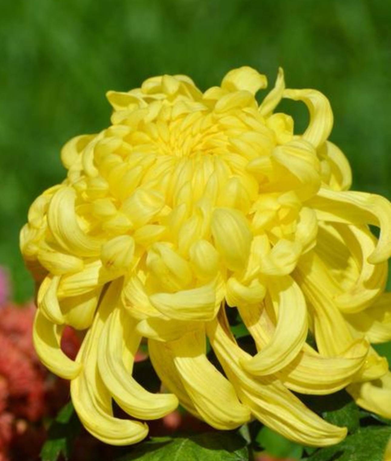 谈谈菊花开花时,怎样养护管理_手机搜狐网