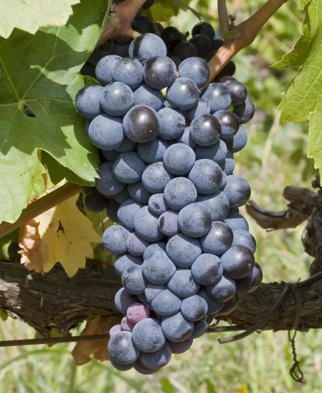 在过去几十年的时间里,法国种植面积最广的葡萄品种是佳丽酿(garignan