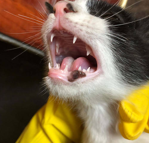 猫嘴边缘小泡, 怎么办?_手机搜狐网