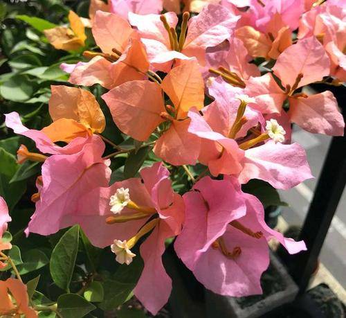 推荐10款勤花三角梅,随便养一种,不愁没花赏_品种