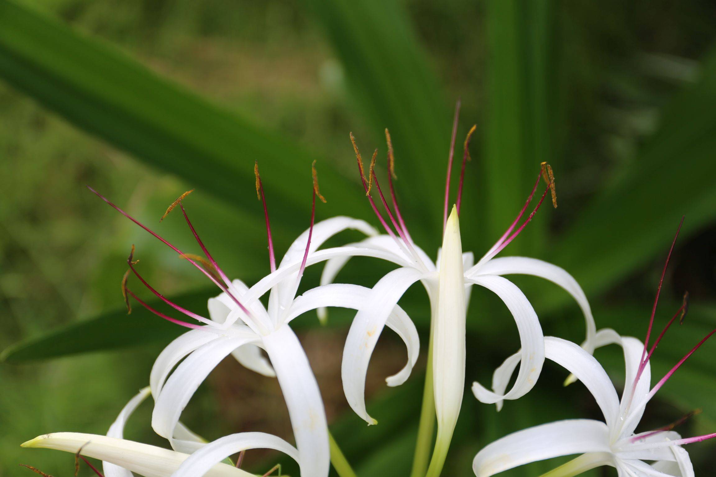 庆元植物1271石蒜科文殊兰属文殊兰