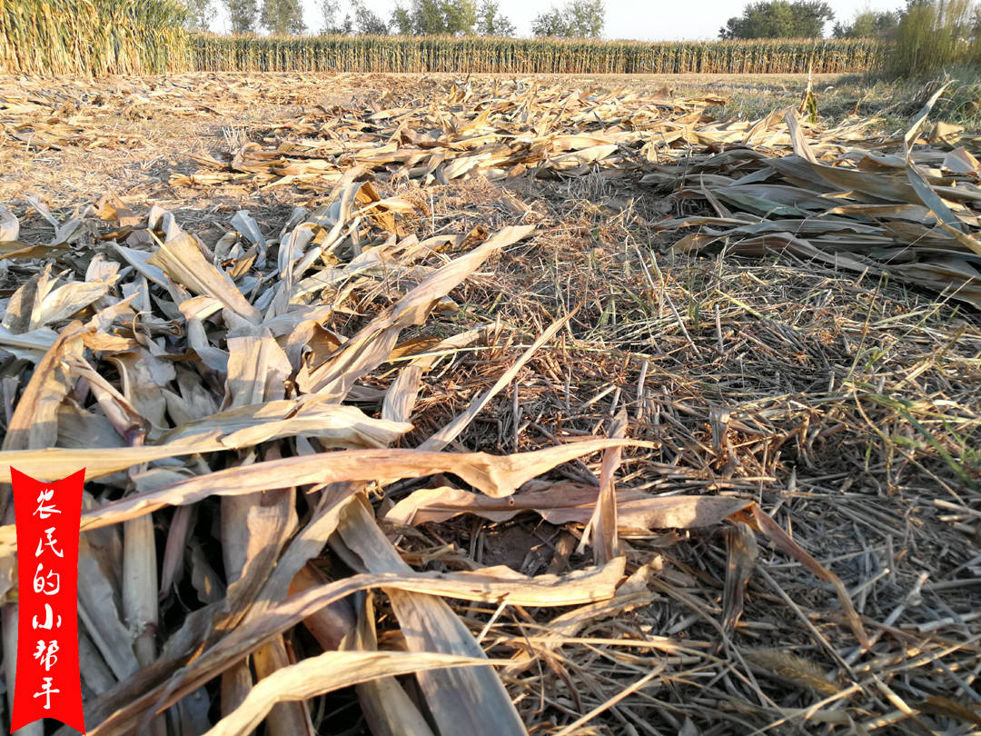 原创玉米秸秆还田有利有弊2点劣势常提起农户们如何避免