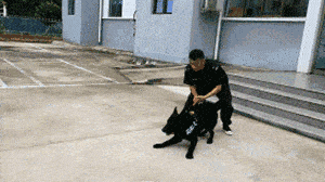 “不合格”的小警犬被警方淘汰，开放领养时，被网友抢疯