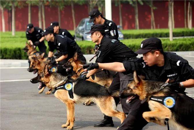 “不合格”的小警犬被警方淘汰，开放领养时，被网友抢疯,警犬,狗狗,第5张