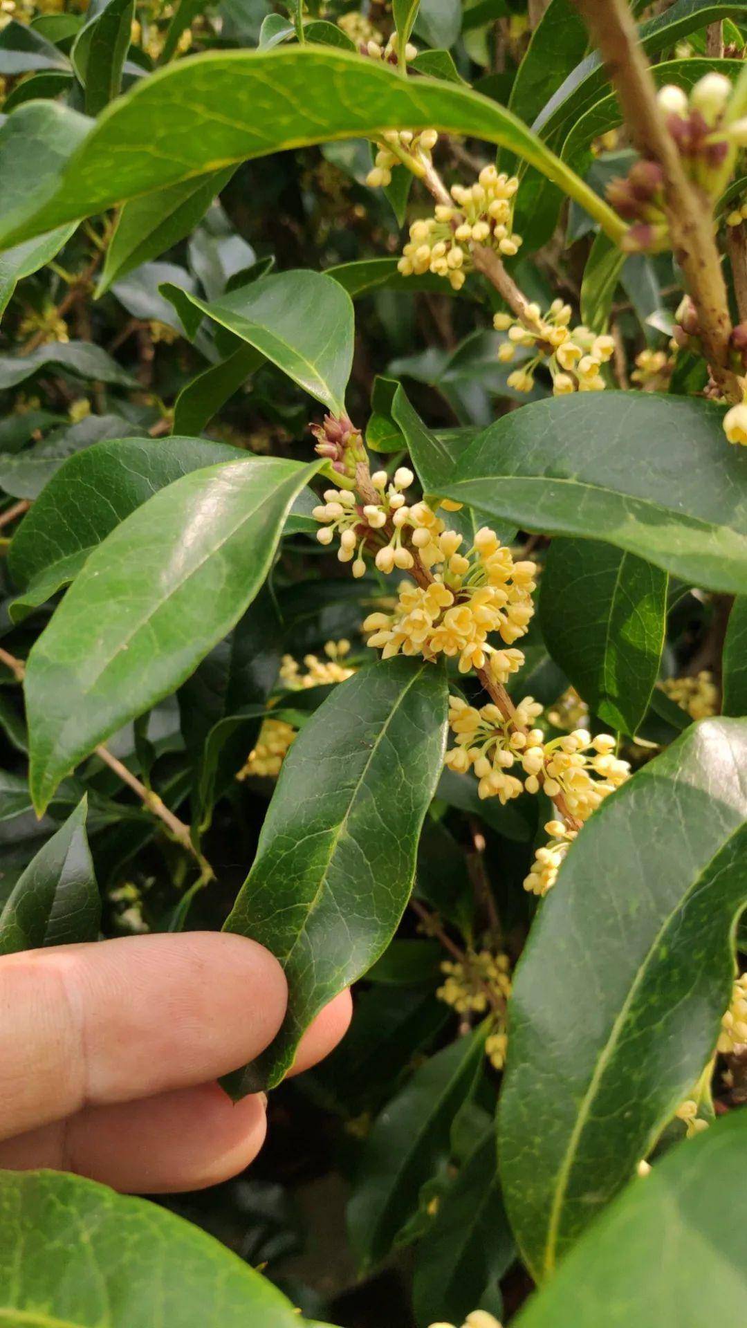 桂花秋天必须养,满树金黄,香飘四溢,不养吃亏了!_开花