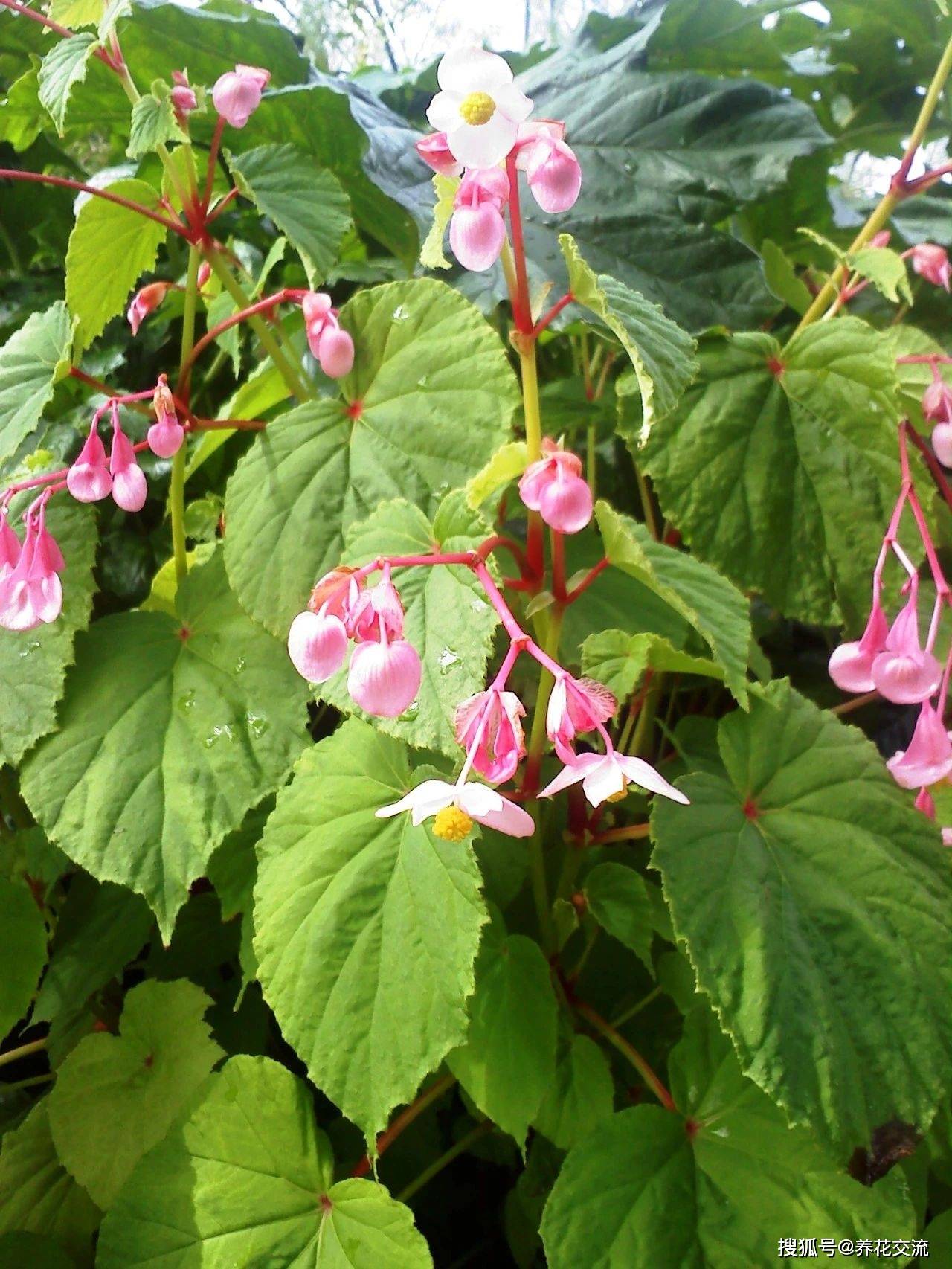 秋海棠四大种类囊括所有常见品种,蟆叶秋海棠和竹节秋海棠特耐阴