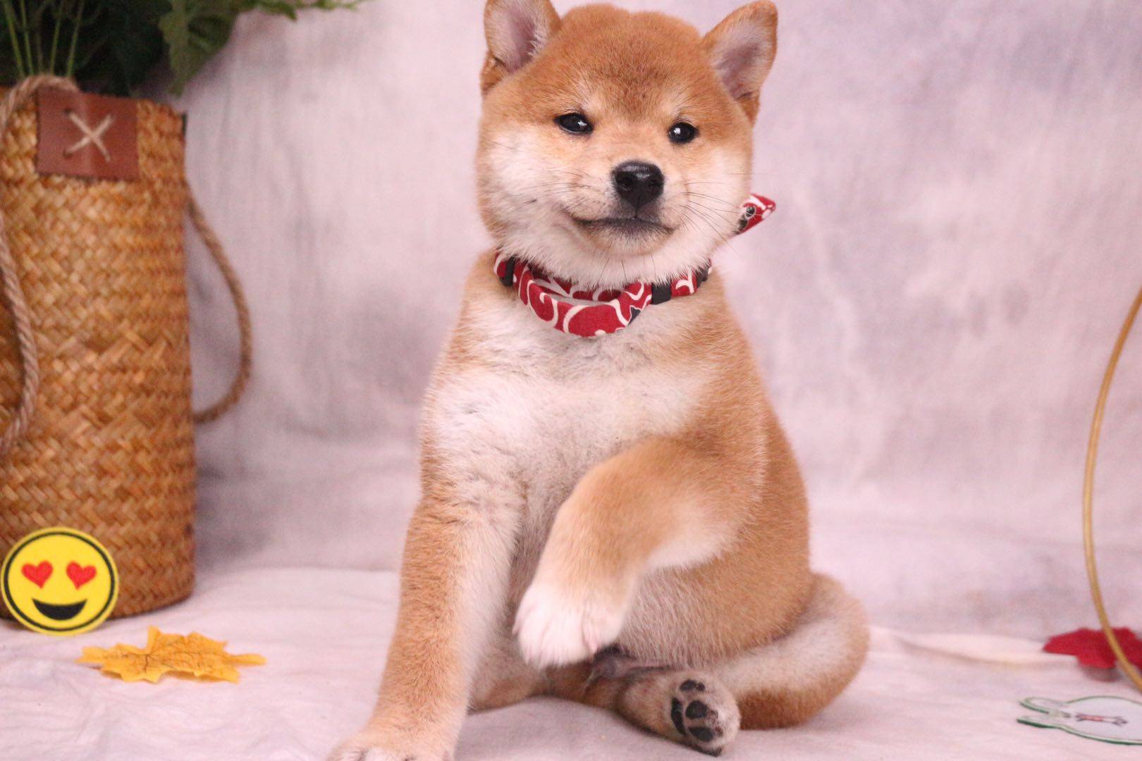 纯种柴犬去哪买?_手机搜狐网