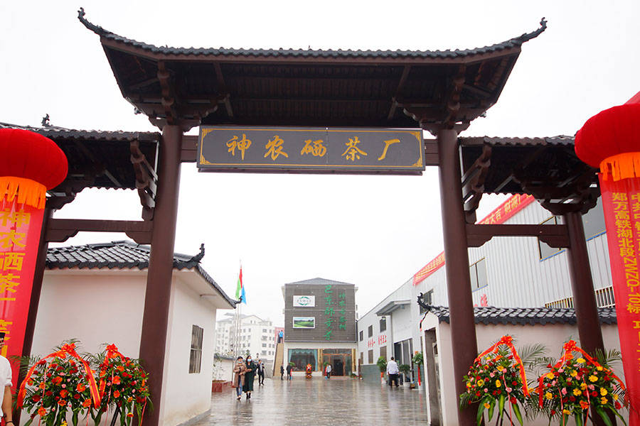 地方茶崛起 神农硒茶在坚守中创新