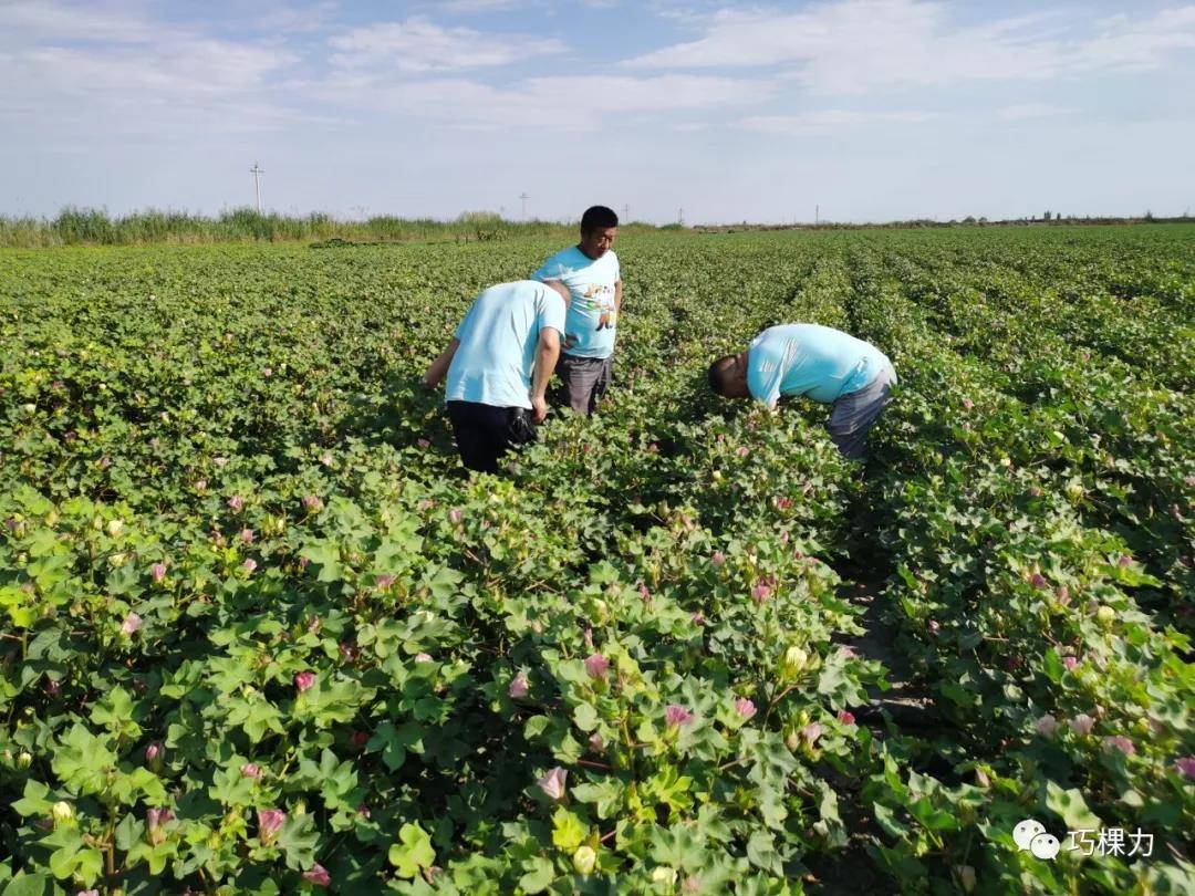 20 订阅 近日,颗粒水溶肥第1人巧棵力工作人员回访了新疆多个棉花种植