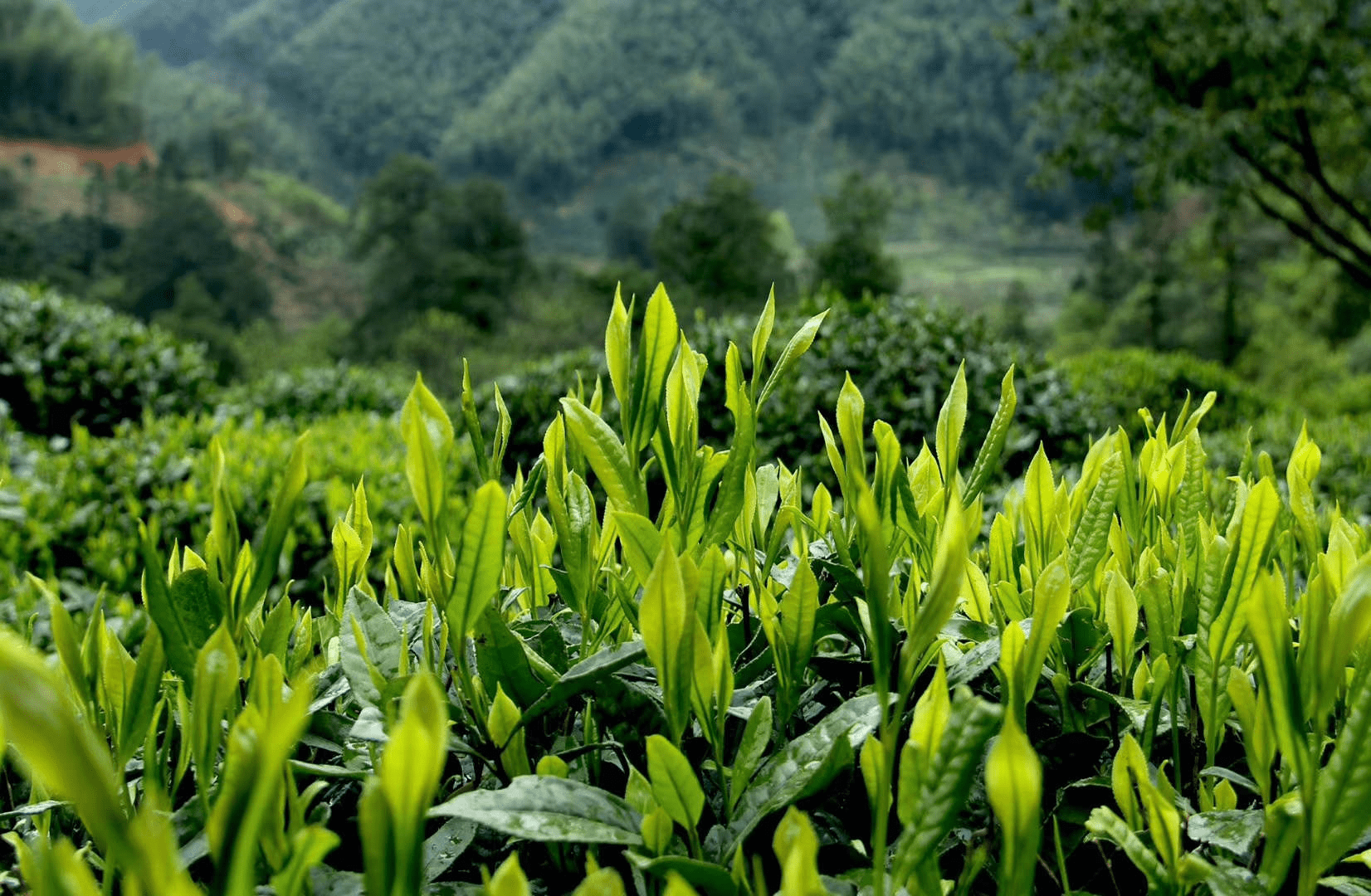 让众多普洱茶友念念不忘的"勐海味",你能欣赏得来吗?