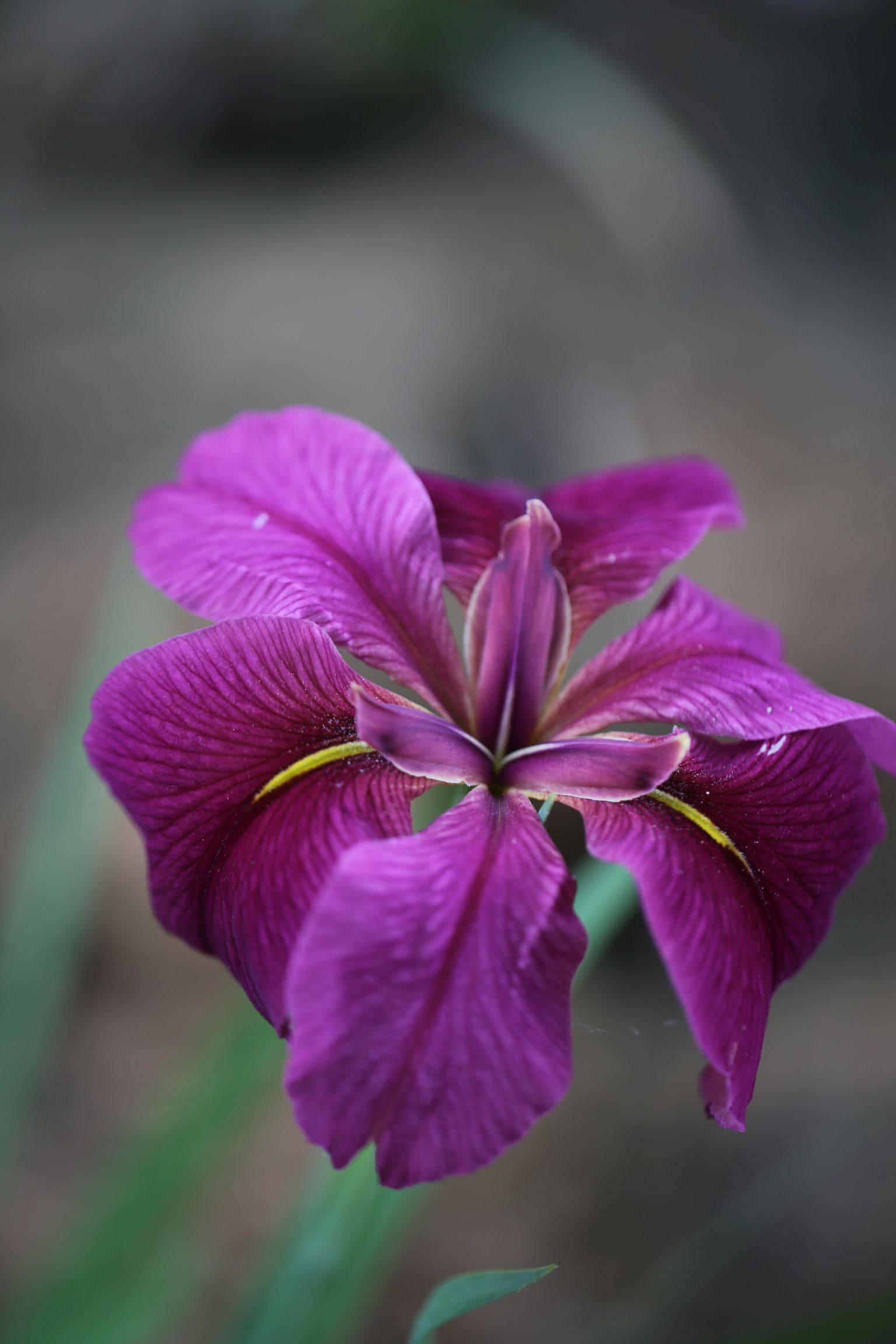 庆元植物1272-鸢尾科-鸢尾属-路易斯安娜鸢尾
